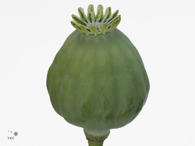 Papaver somniferum 'Bowling Ball' (zaaddoos)