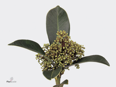 Skimmia x confusa 'Kew Green'