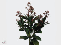 Skimmia japonica 'Rubella' per bos