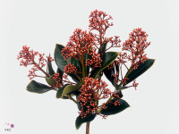 Skimmia japonica 'Pink Panther' per bos
