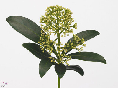 Skimmia japonica 'Finchy'