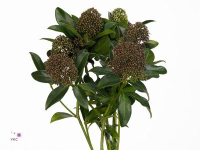 Skimmia japonica 'Fragrant Cloud' per bos