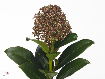 Skimmia japonica 'Brocox Rocket'