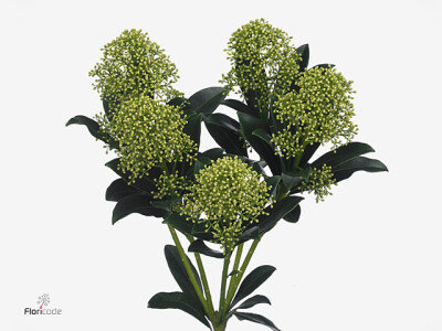 Skimmia japonica 'Frank White'