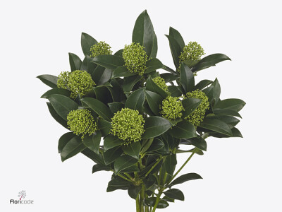 Skimmia japonica White Globe per bos