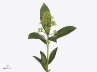 Skimmia japonica 'Silvretta'