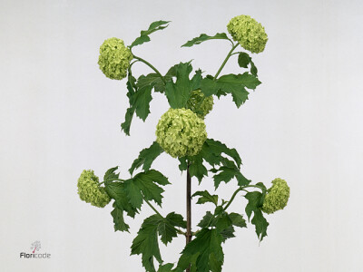 Viburnum opulus per bos 'Roseum'