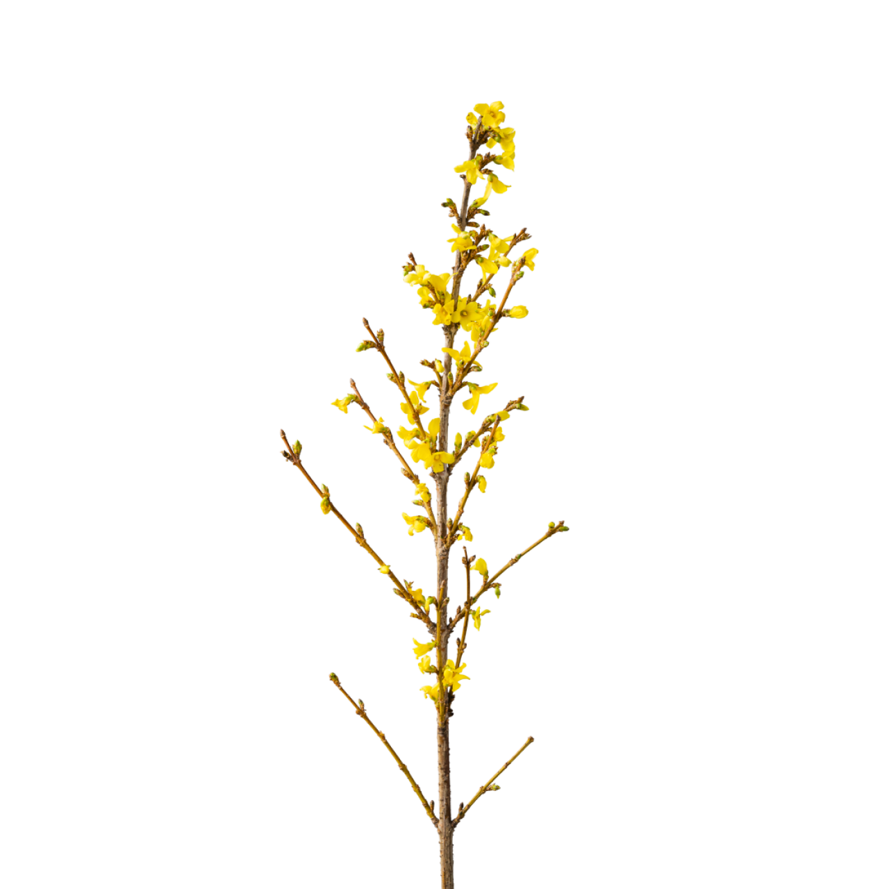  365 Tage Blumen - 365 Tage voller Blumen 