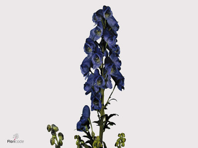 Aconitum carmichaelii 'Arendsii'