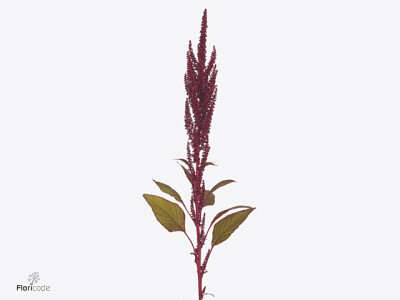 Amaranthus cruentus Dick W Enjoy