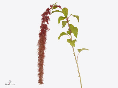 Amaranthus caudatus Dick W Salvina Rose