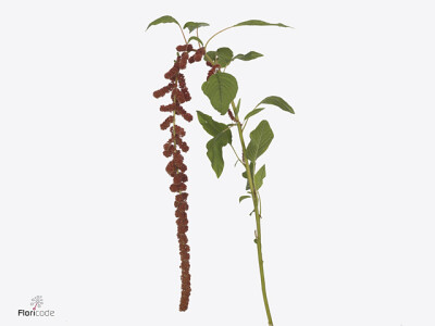 Amaranthus caudatus Dick W Jolie