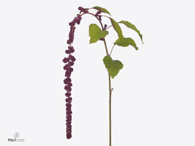 Amaranthus caudatus Dick W Corina