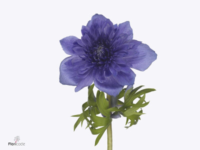 Anemone coronaria Levante Blu