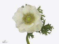 Anemone coronaria 'Gemstone White'