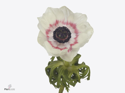 Anemone coronaria 'Gemstone Red Bicolour'