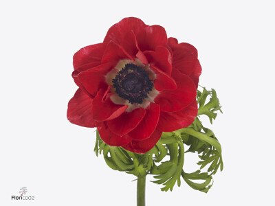 Anemone coronaria 'Gemstone Red'