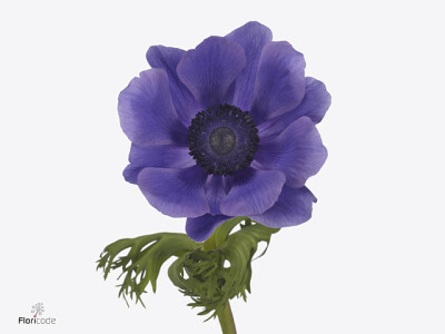 Anemone coronaria 'Gemstone Blue'