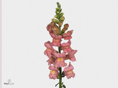 Antirrhinum majus 'Potomac Pink'