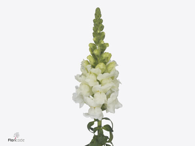 Antirrhinum majus 'Nantes White'
