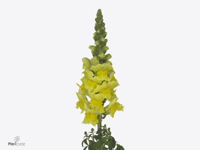 Antirrhinum majus 'Nantes Yellow'