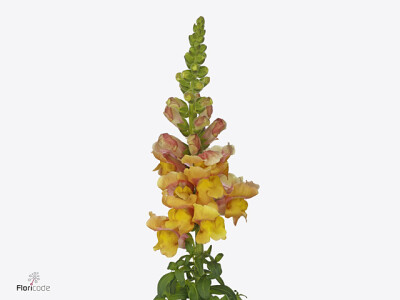 Antirrhinum majus 'Nantes Light Orange'