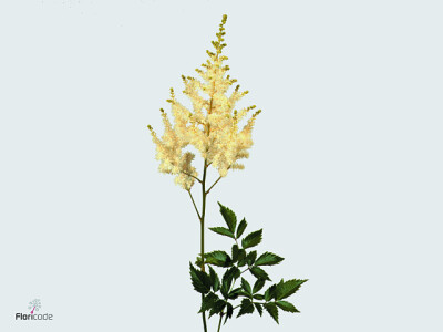 Astilbe (Arendsii Grp) 'Diamant'