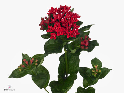 Bouvardia dubbelbloemig Diamond Crimson