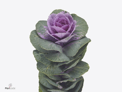 Brassica oleracea Empire Olga Pink