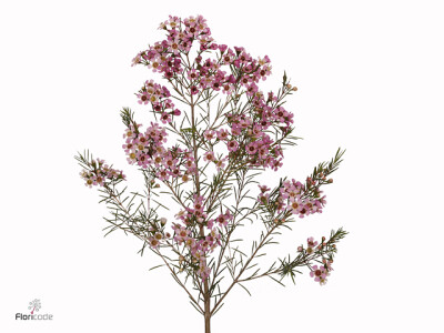 Chamelaucium 'Alouana'