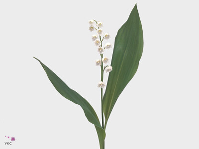 Convallaria majalis