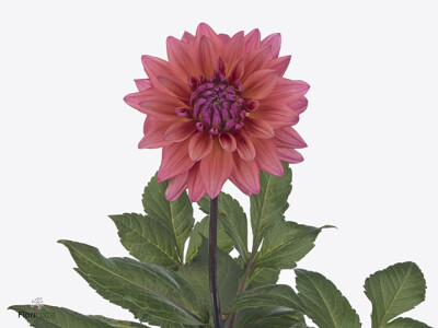 Dahlia (Decorative Grp) 'Feline Yvonne'