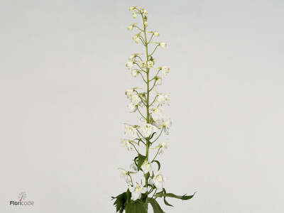 Delphinium dubbelbloemig (Elatum Grp) 'Magic Fountains White'