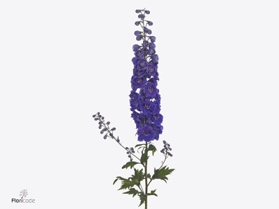 Delphinium dubbelbloemig (Elatum Grp) Dewi Chrissy