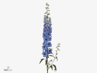 Delphinium dubbelbloemig (Elatum Grp) Dewi Azul