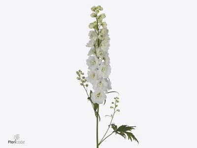Delphinium dubbelbloemig (Elatum Grp) Dewi White Smile