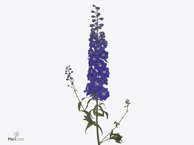 Delphinium dubbelbloemig (Elatum Grp) Dewi Dark Blue Smile