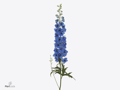 Delphinium dubbelbloemig (Elatum Grp) Dewi Blue Smile