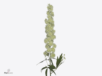 Delphinium dubbelbloemig Highlander Samba