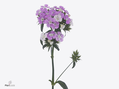 Dianthus barbatus Amazon Lavender Magic