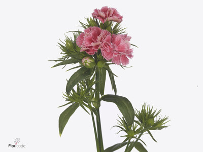 Dianthus barbatus 'Doblino Pink'