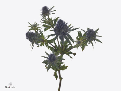 Eryngium planum Magical Grand Lagoon