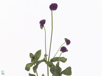 Gomphrena 'Purple Spray'