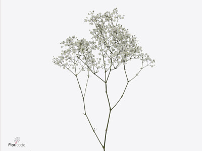 Gypsophila paniculata Optimus