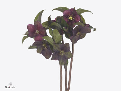 Helleborus 'Classic One'