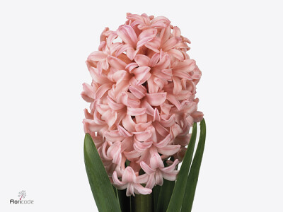 Hyacinthus orientalis 'Anna Marie'