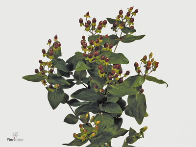 Hypericum x inodorum 'Excellent Flair'