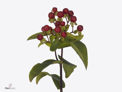 Hypericum androsaemum Excess Fireball