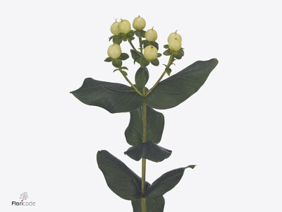 Hypericum Coco Bellimo