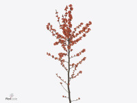 Ilex verticillata 'Behappyberry'